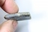 bélemnite: Duvalia émérici - upper Valanginian - Alpes de haute Provence - France