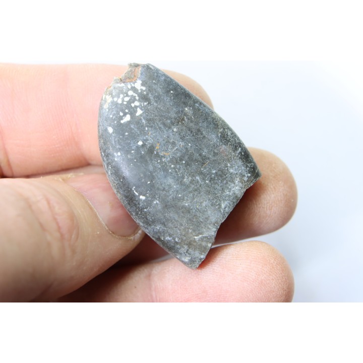 bélemnite: Duvalia émérici - upper Valanginian - Alpes de haute Provence - France