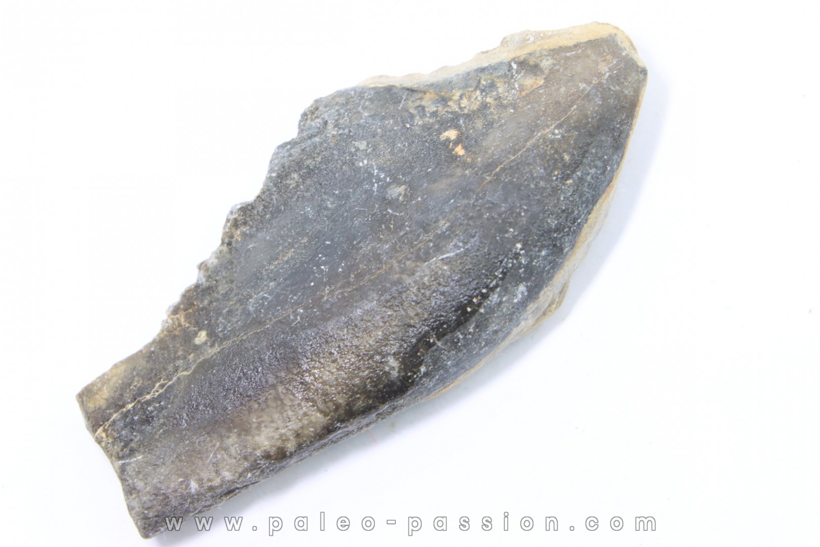 bélemnite: Duvalia émérici - Valanginien supérieur - Alpes de haute Provence - France