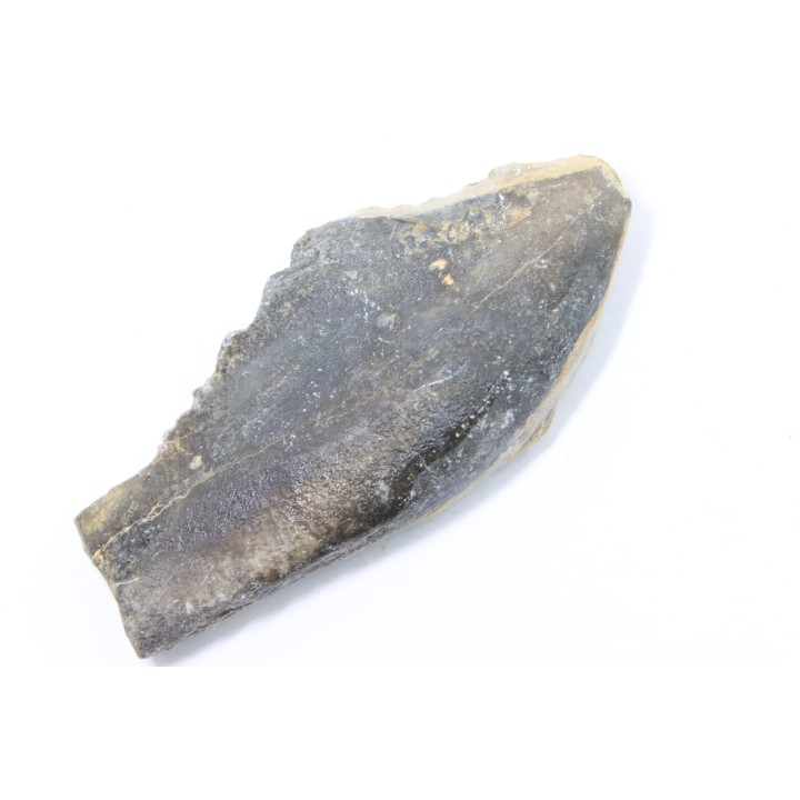 bélemnite: Duvalia émérici - Valanginien supérieur - Alpes de haute Provence - France