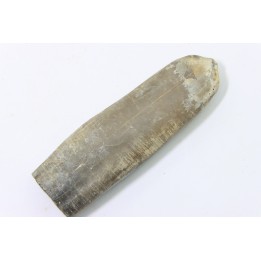 bélemnite: Duvalia dilatata - Valanginien supérieur - Alpes de haute Provence - France