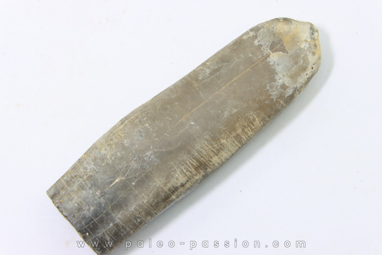 bélemnite: Duvalia dilatata - Valanginien supérieur - Alpes de haute Provence - France