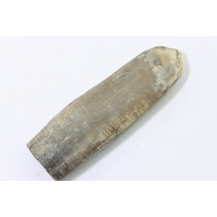 bélemnite: Duvalia dilatata - upper Valanginian - Alpes de haute Provence - France