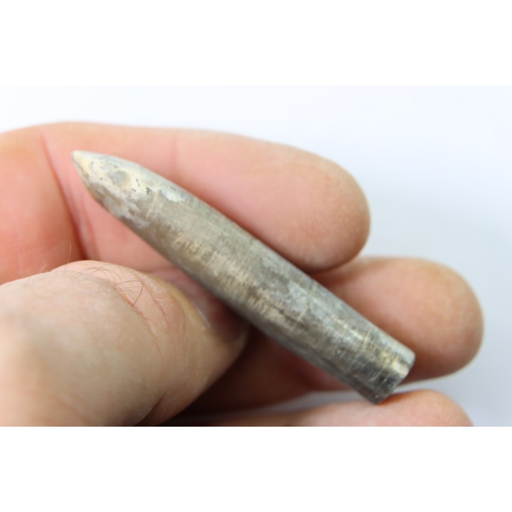 bélemnite: Duvalia dilatata - upper Valanginian - Alpes de haute Provence - France