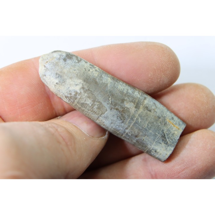 bélemnite: Duvalia dilatata - Valanginien supérieur - Alpes de haute Provence - France