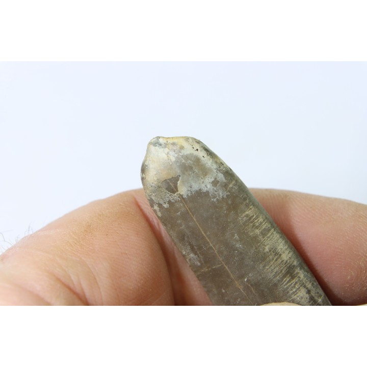 bélemnite: Duvalia dilatata - upper Valanginian - Alpes de haute Provence - France