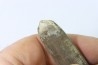 bélemnite: Duvalia dilatata - Valanginien supérieur - Alpes de haute Provence - France
