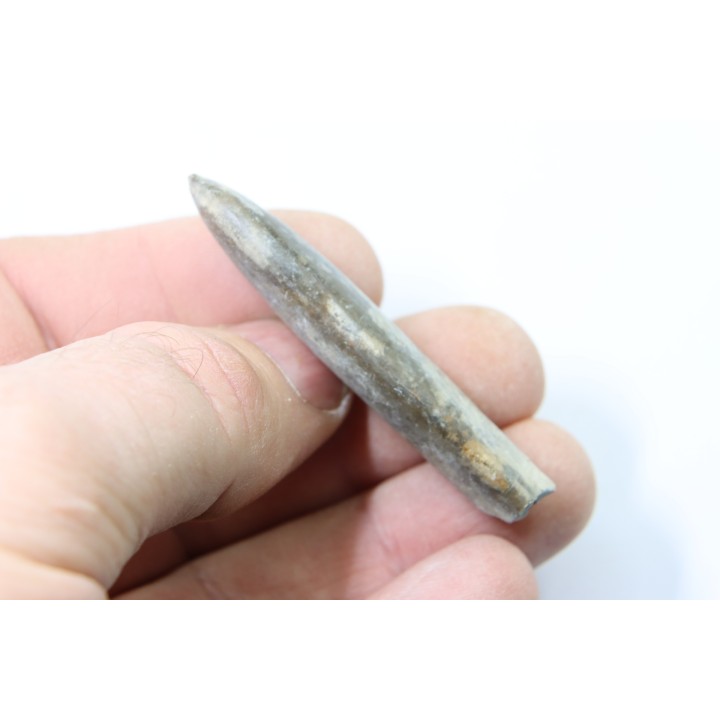 bélemnite: Duvalia dilatata - upper Valanginian - Alpes de haute Provence - France