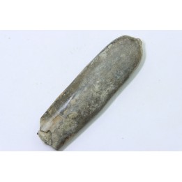 bélemnite: Duvalia dilatata - Valanginien supérieur - Alpes de haute Provence - France