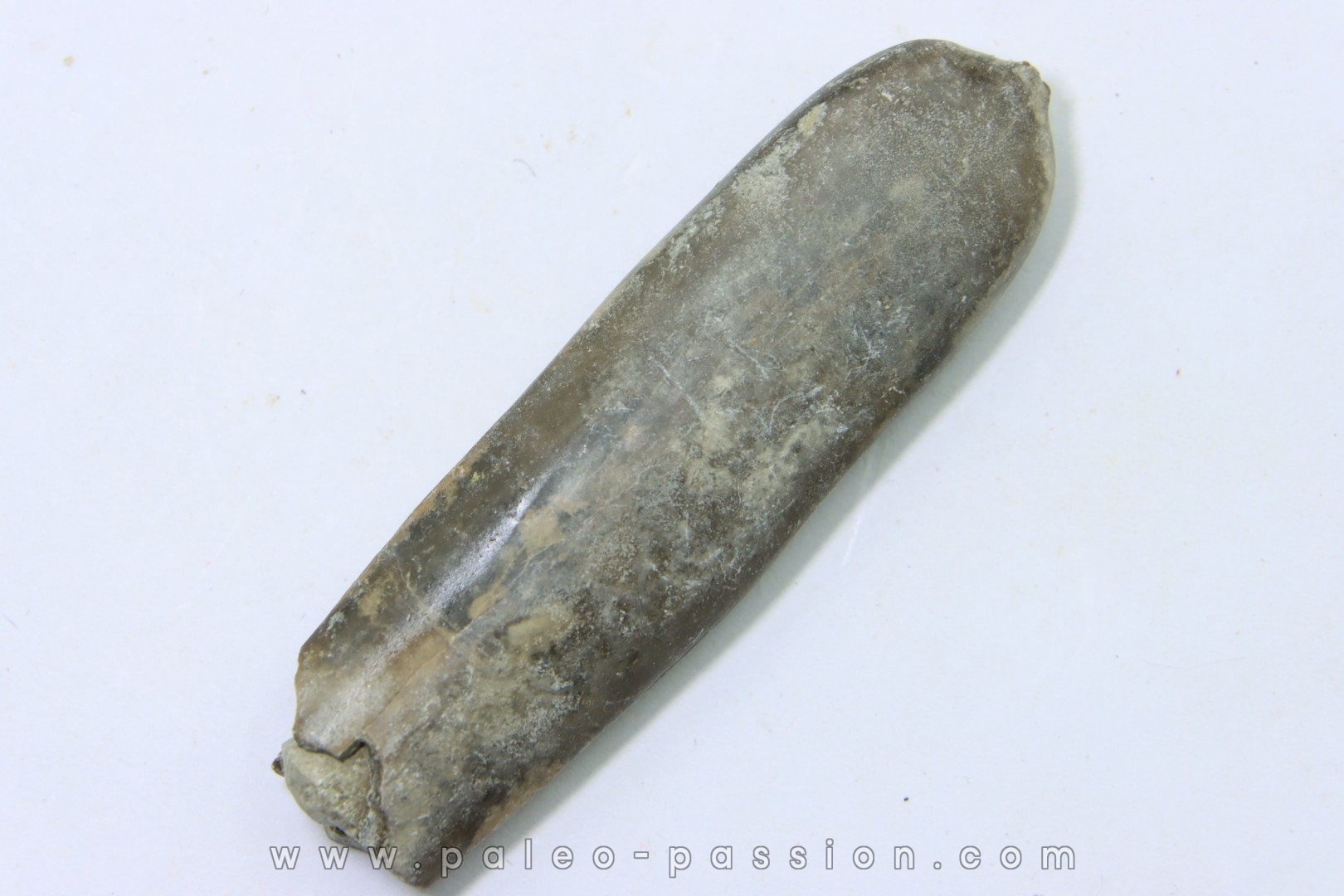 bélemnite: Duvalia dilatata - upper Valanginian - Alpes de haute Provence - France
