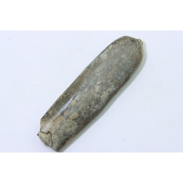 bélemnite: Duvalia dilatata - upper Valanginian - Alpes de haute Provence - France