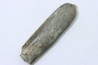 bélemnite: Duvalia dilatata - upper Valanginian - Alpes de haute Provence - France
