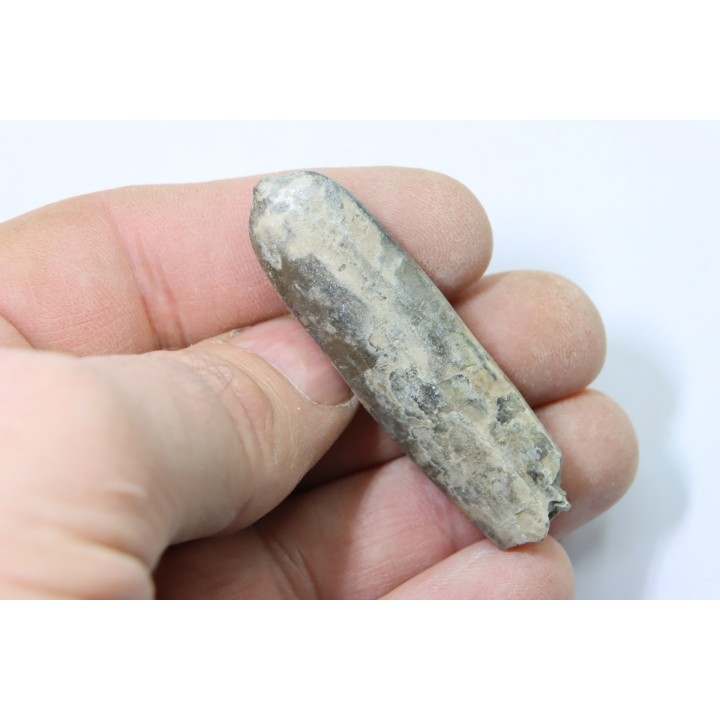 bélemnite: Duvalia dilatata - upper Valanginian - Alpes de haute Provence - France