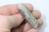bélemnite: Duvalia dilatata - upper Valanginian - Alpes de haute Provence - France