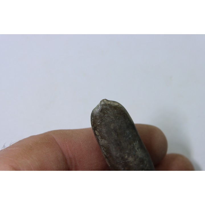 bélemnite: Duvalia dilatata - upper Valanginian - Alpes de haute Provence - France