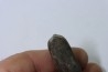bélemnite: Duvalia dilatata - Valanginien supérieur - Alpes de haute Provence - France