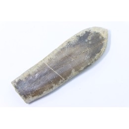 bélemnite: Duvalia dilatata - Valanginien supérieur - Alpes de haute Provence - France