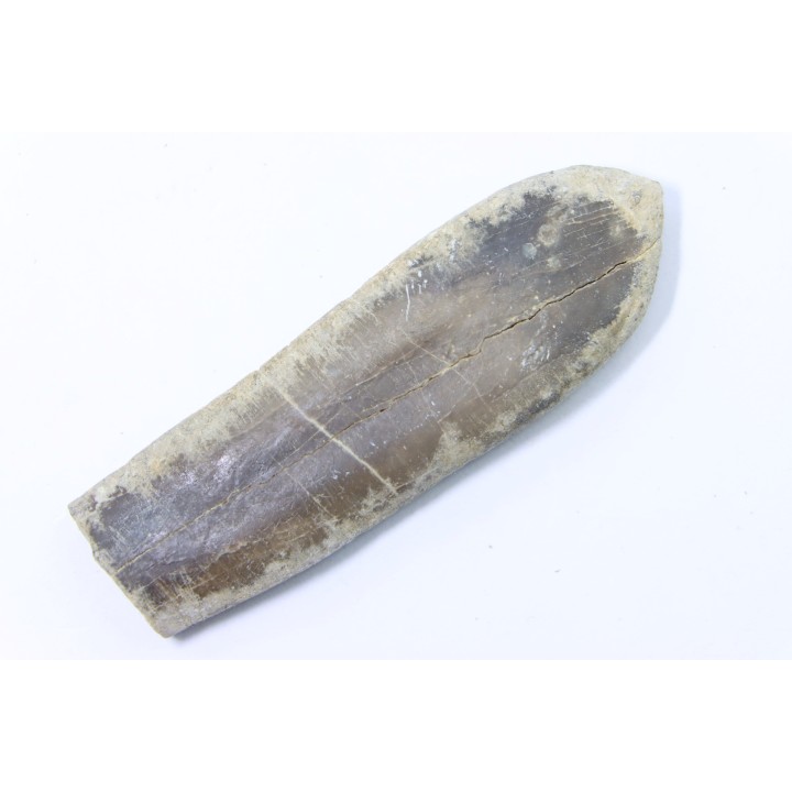 bélemnite: Duvalia dilatata - upper Valanginian - Alpes de haute Provence - France