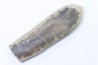 bélemnite: Duvalia dilatata - Valanginien supérieur - Alpes de haute Provence - France