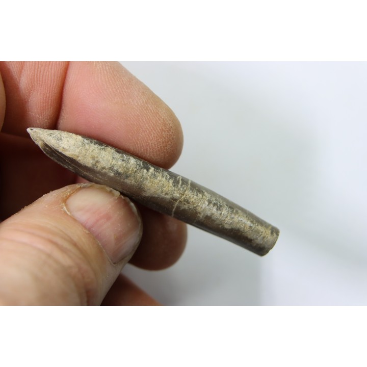 bélemnite: Duvalia dilatata - Valanginien supérieur - Alpes de haute Provence - France
