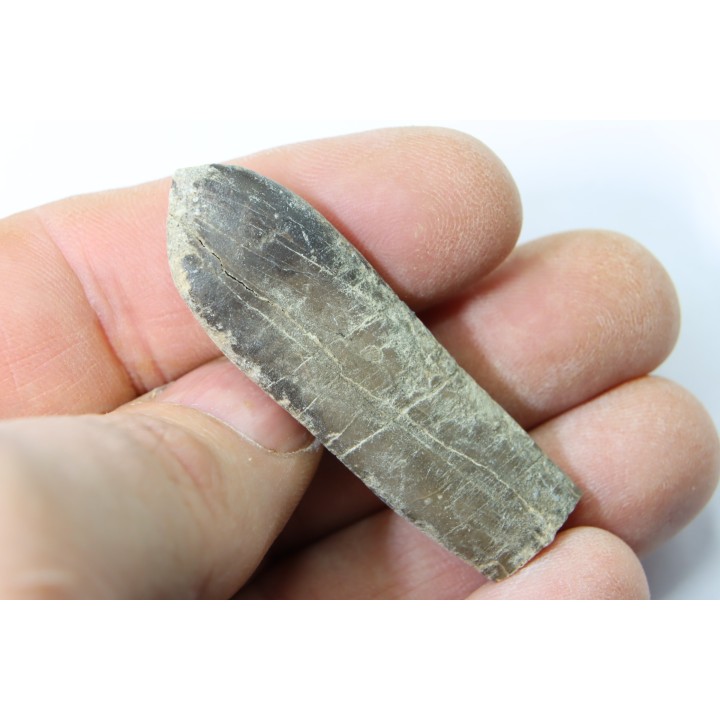 bélemnite: Duvalia dilatata - upper Valanginian - Alpes de haute Provence - France