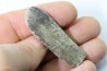 bélemnite: Duvalia dilatata - upper Valanginian - Alpes de haute Provence - France
