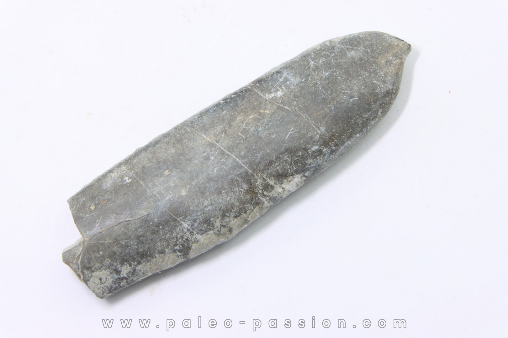 bélemnite: Duvalia dilatata - Valanginien supérieur - Alpes de haute Provence - France