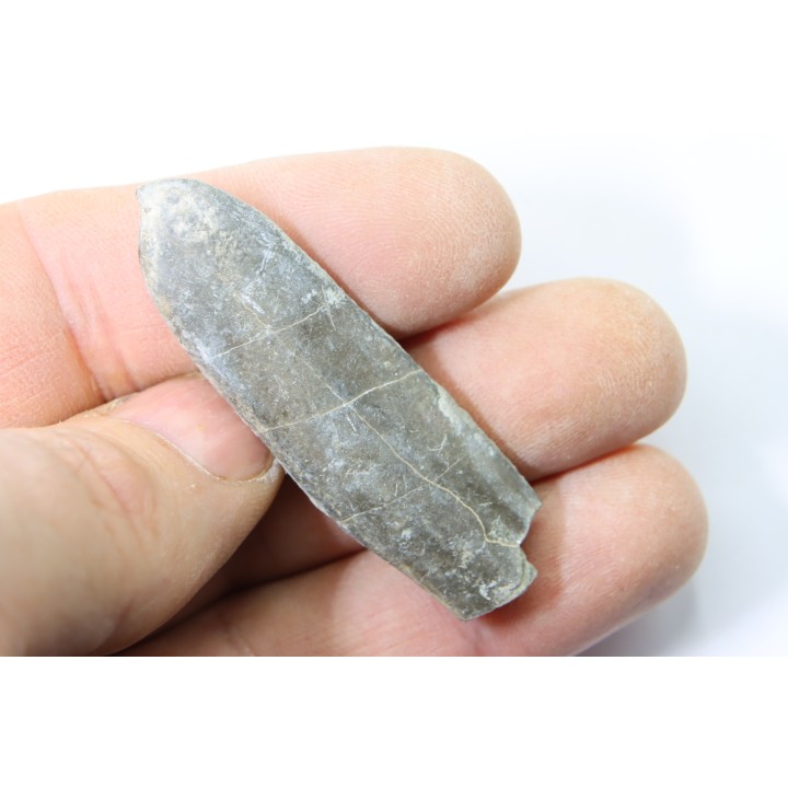 bélemnite: Duvalia dilatata - Valanginien supérieur - Alpes de haute Provence - France