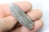 bélemnite: Duvalia dilatata - Valanginien supérieur - Alpes de haute Provence - France