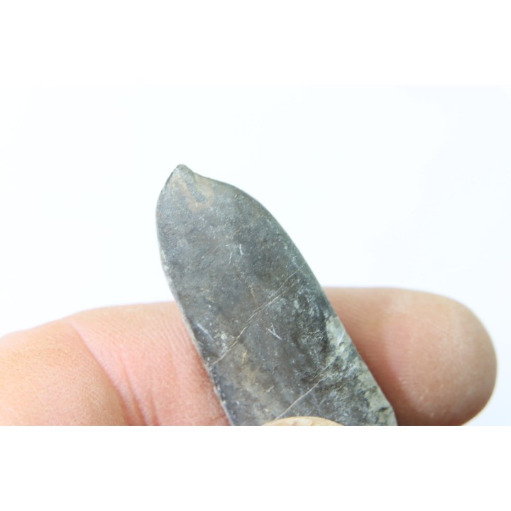 bélemnite: Duvalia dilatata - Valanginien supérieur - Alpes de haute Provence - France