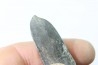 bélemnite: Duvalia dilatata - upper Valanginian - Alpes de haute Provence - France