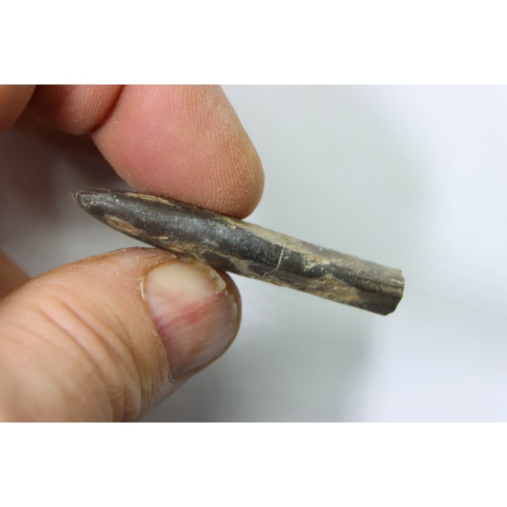 bélemnite: Duvalia dilatata - Valanginien supérieur - Alpes de haute Provence - France