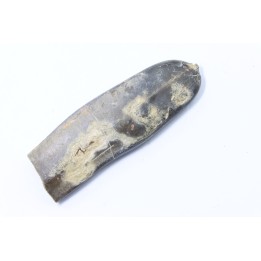 bélemnite: Duvalia dilatata - upper Valanginian - Alpes de haute Provence - France
