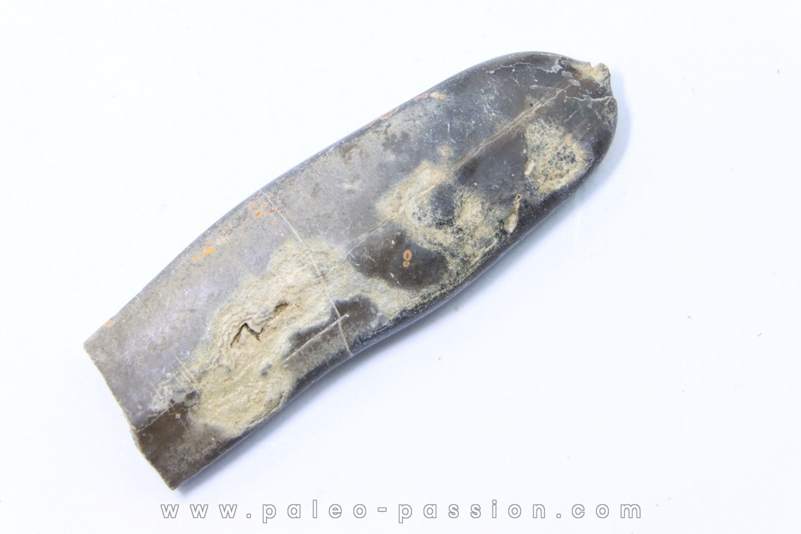 bélemnite: Duvalia dilatata - Valanginien supérieur - Alpes de haute Provence - France