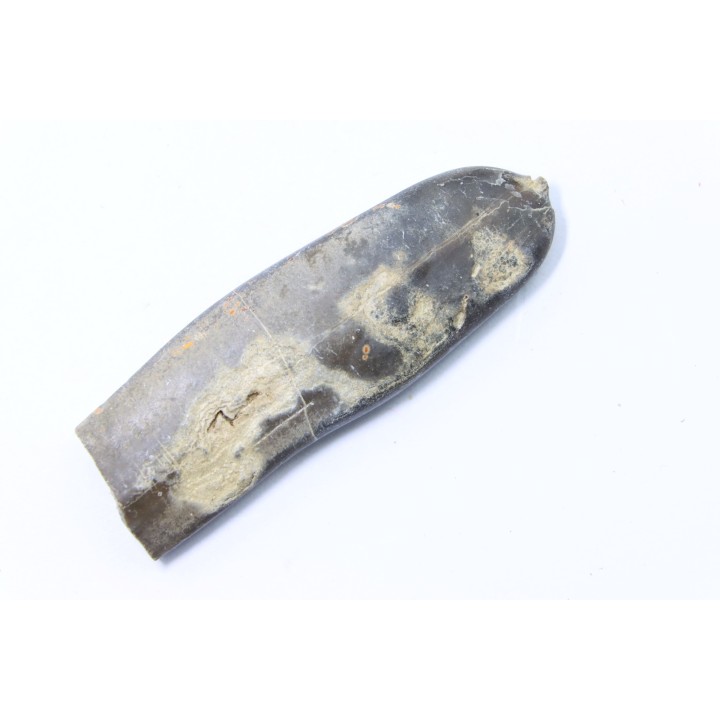 bélemnite: Duvalia dilatata - Valanginien supérieur - Alpes de haute Provence - France