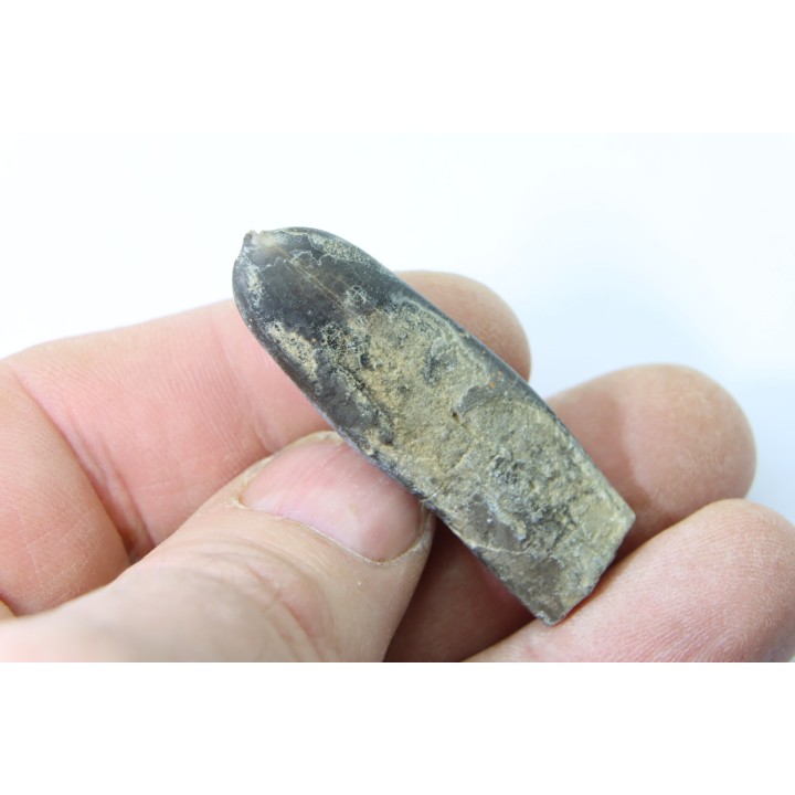 bélemnite: Duvalia dilatata - Valanginien supérieur - Alpes de haute Provence - France