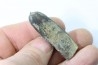 bélemnite: Duvalia dilatata - Valanginien supérieur - Alpes de haute Provence - France