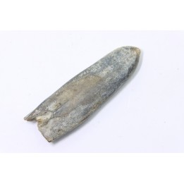 bélemnite: Duvalia dilatata - upper Valanginian - Alpes de haute Provence - France