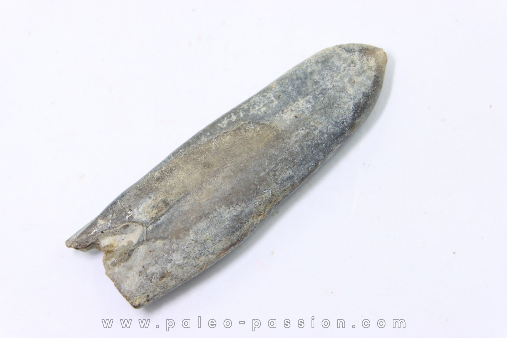 bélemnite: Duvalia dilatata - Valanginien supérieur - Alpes de haute Provence - France