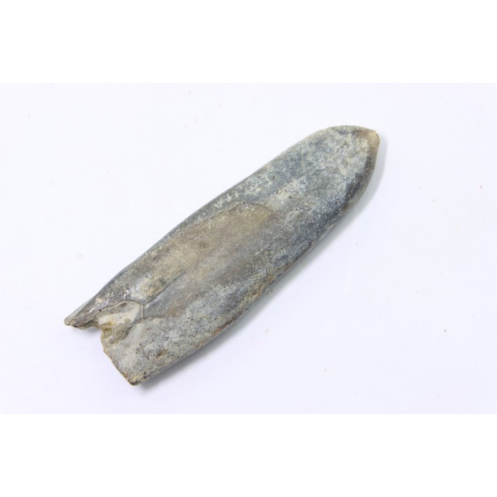 bélemnite: Duvalia dilatata - Valanginien supérieur - Alpes de haute Provence - France