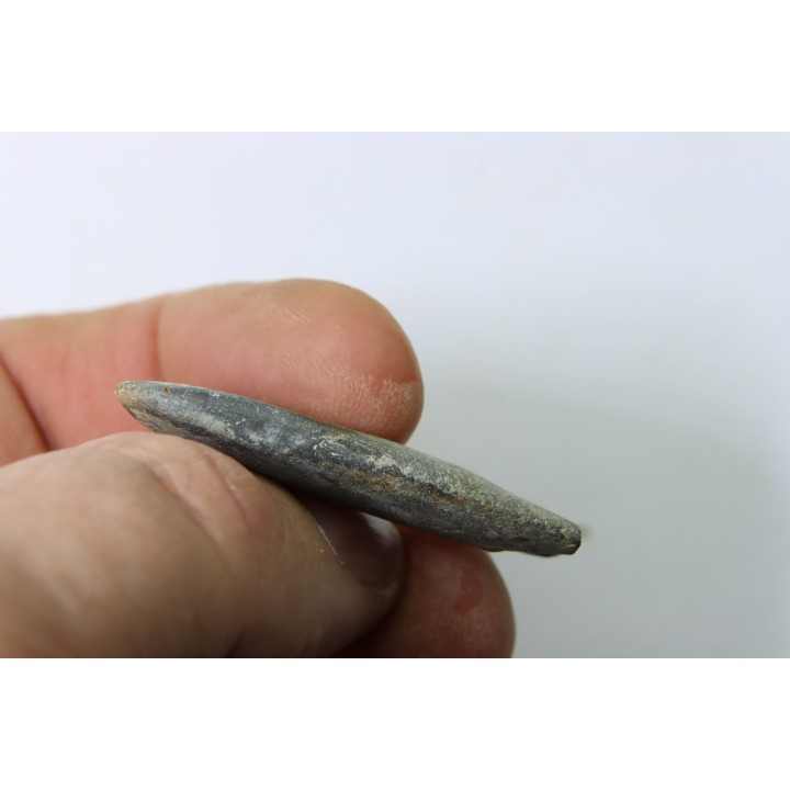 bélemnite: Duvalia dilatata - upper Valanginian - Alpes de haute Provence - France