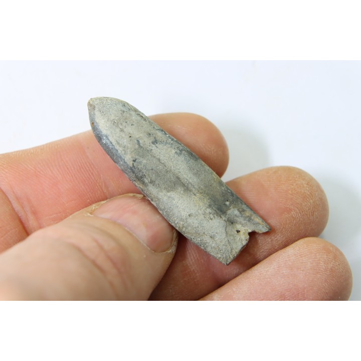 bélemnite: Duvalia dilatata - upper Valanginian - Alpes de haute Provence - France