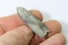 bélemnite: Duvalia dilatata - upper Valanginian - Alpes de haute Provence - France