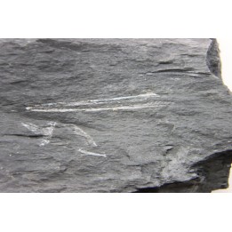 Intéressant GRAPTOLITES Didymograptus artus - Ordovician - fmt de Treveusot - La Dominelais - BRITANY- FRANCE