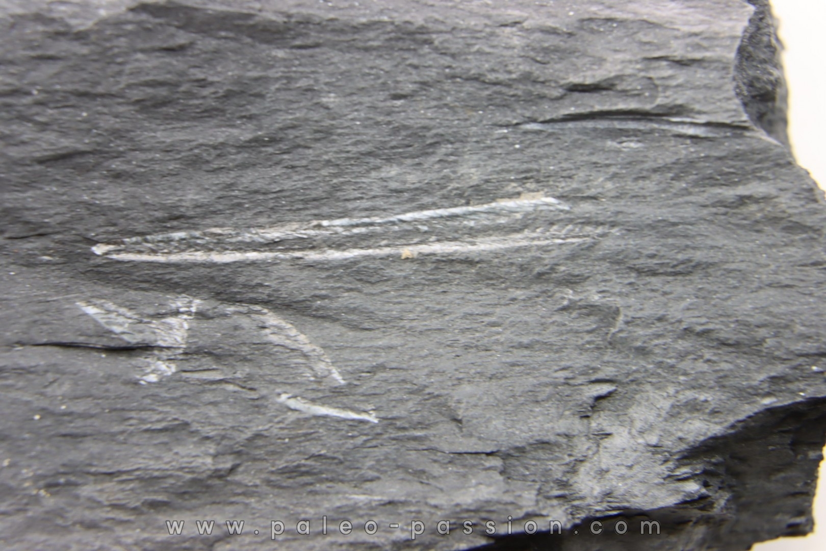 Intéressant GRAPTOLITES Didymograptus artus - Ordovician - fmt de Treveusot - La Dominelais - BRITANY- FRANCE