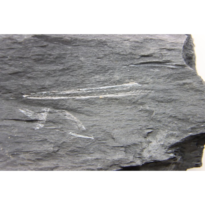Intéressant GRAPTOLITES Didymograptus artus - Ordovician - fmt de Treveusot - La Dominelais - BRITANY- FRANCE