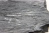 Intéressant GRAPTOLITES Didymograptus artus- Ordovicien - fmt de Treveusot  - La Dominelais - BRETAGNE - FRANCE