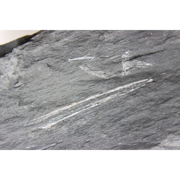 Intéressant GRAPTOLITES Didymograptus artus - Ordovician - fmt de Treveusot - La Dominelais - BRITANY- FRANCE