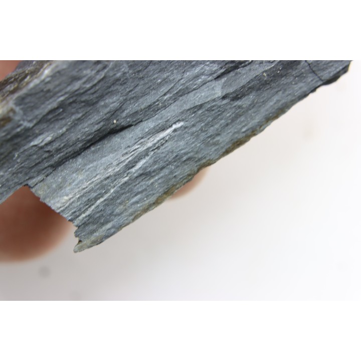 Intéressant GRAPTOLITES Didymograptus artus - Ordovicien - fmt de Treveusot  - La Dominelais - BRETAGNE - FRANCE