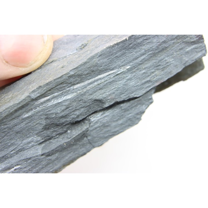 Intéressant GRAPTOLITES Didymograptus artus - Ordovician - fmt de Treveusot - La Dominelais - BRITANY- FRANCE